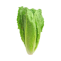 Salat Romano 9 stk