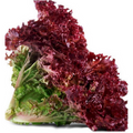 Salat Lollo Rød 6 stk